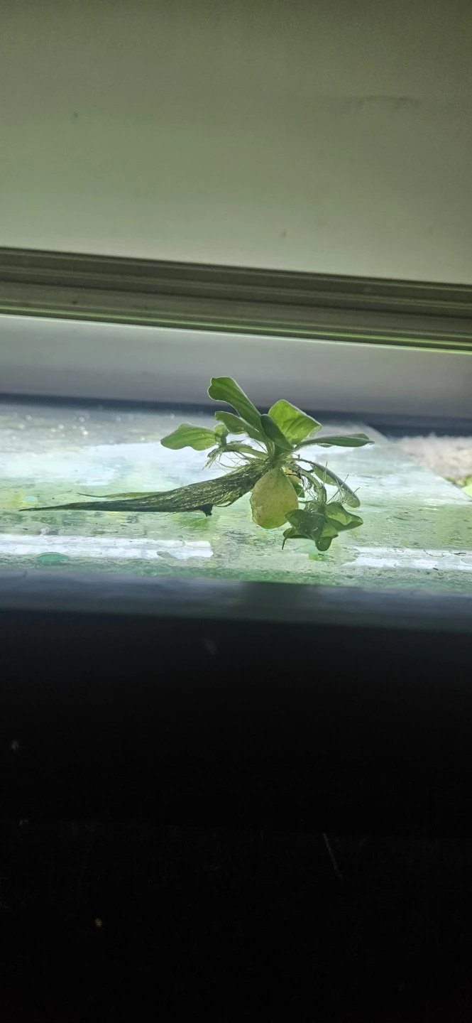 Healthy aquarium plant with root system