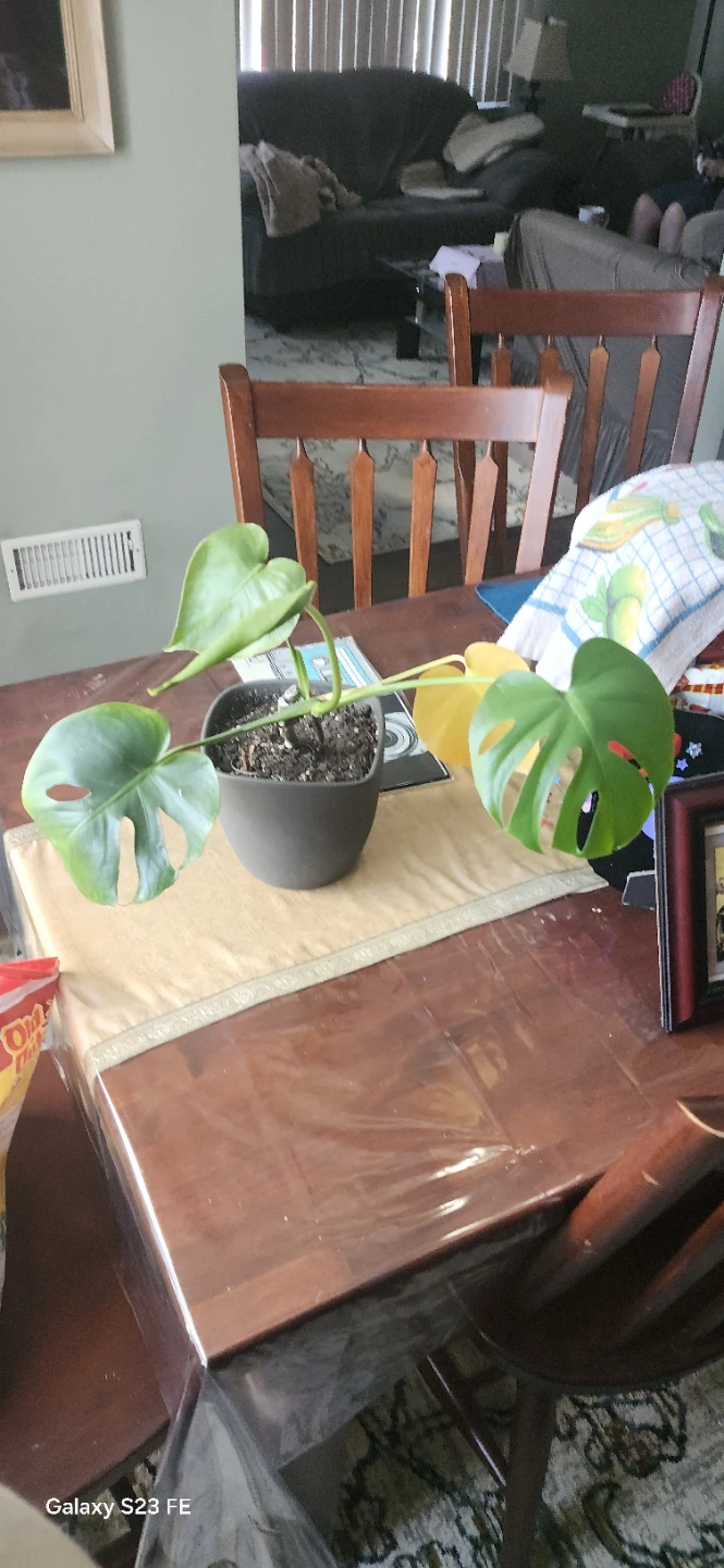 Monstera Deliciosa Plant - photo 3