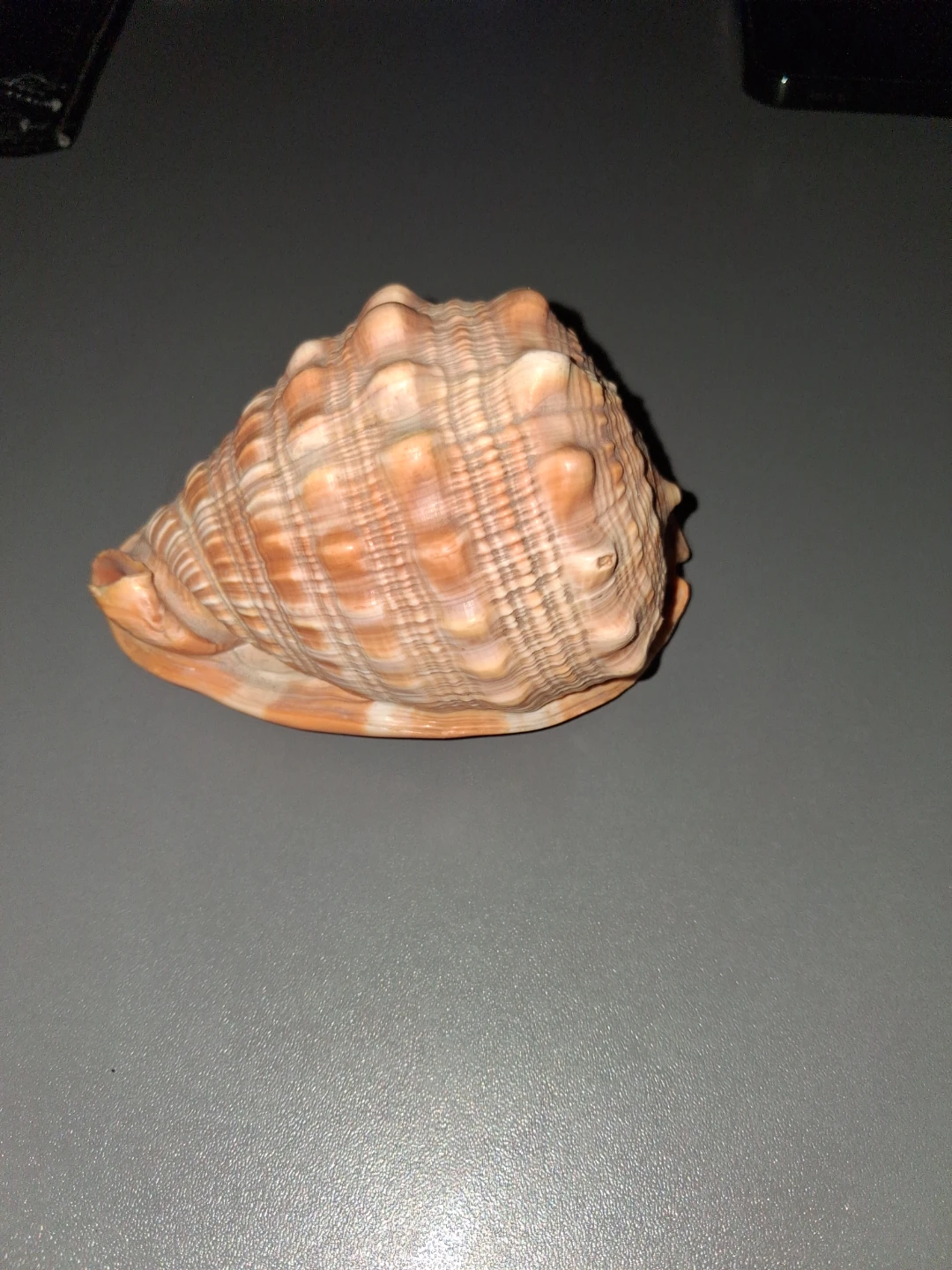 Seashell - photo 2