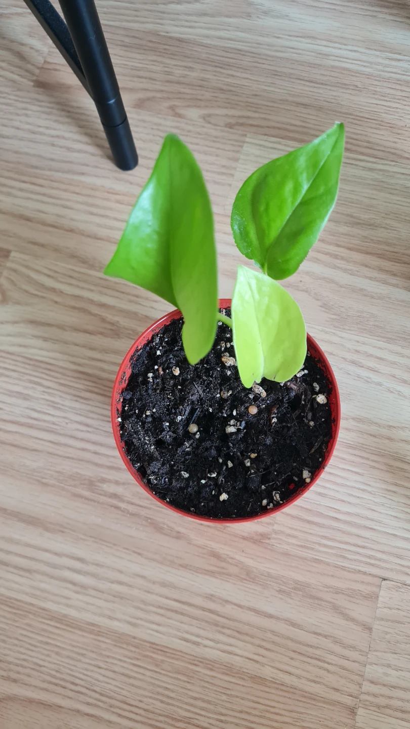 Healthy Rooted Neon Pothos Starter Plant! - photo 4