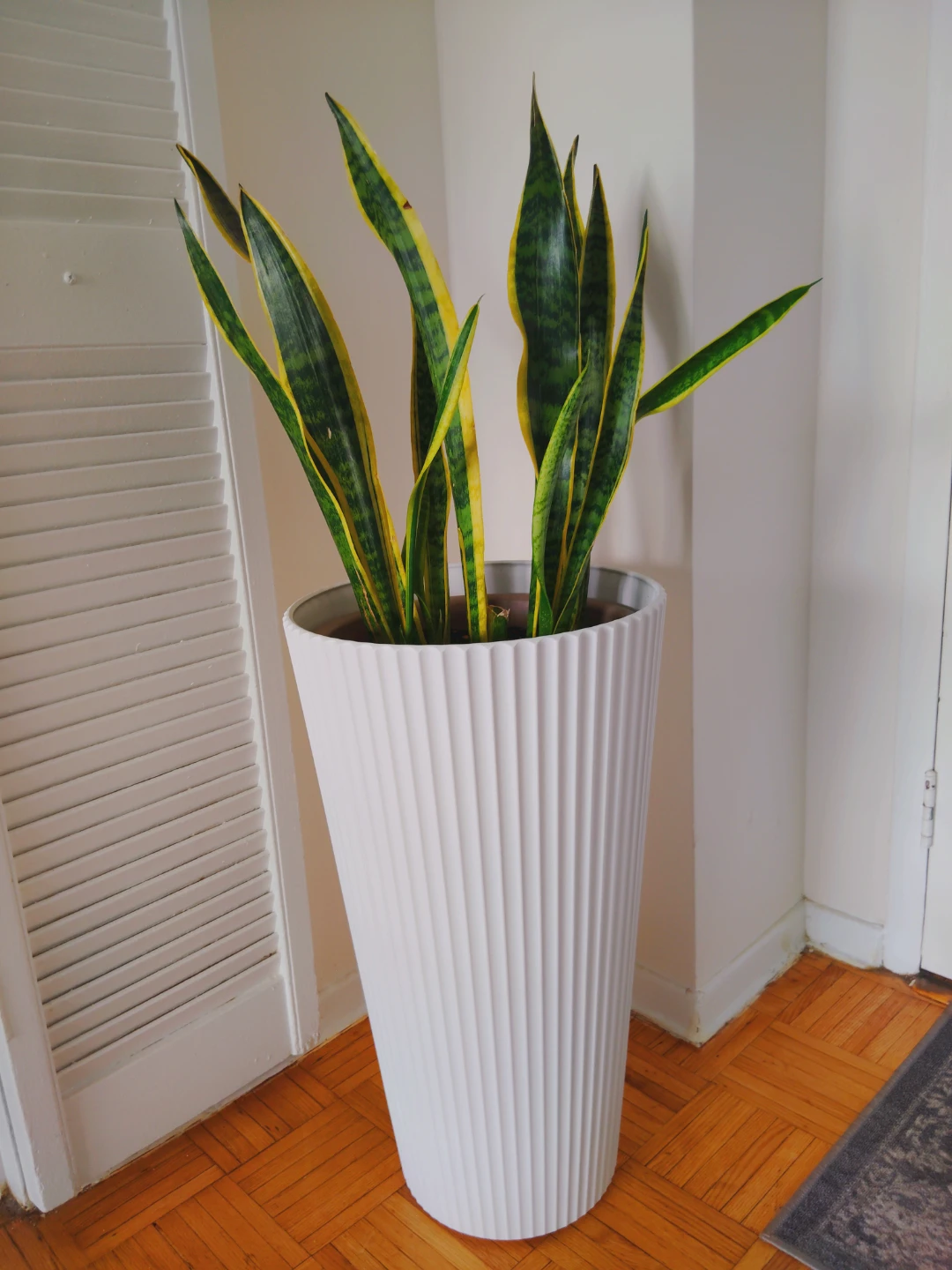 Snake Plant in White Planter With Chic Vase EXTRA LARGE - photo 3