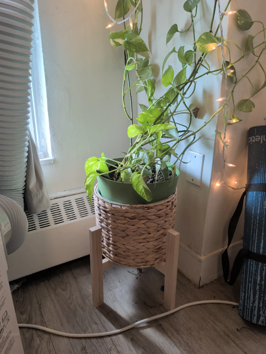 Pothos Plant in Wicker Pot with wooden Stand - photo 2