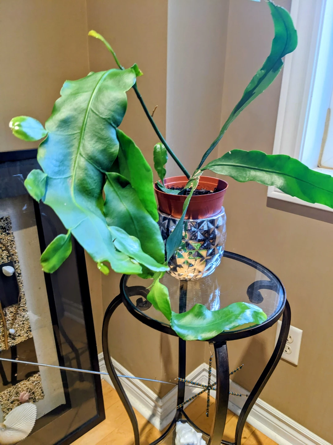 INDOOR/ TROPICAL PLANT 26" - photo 2