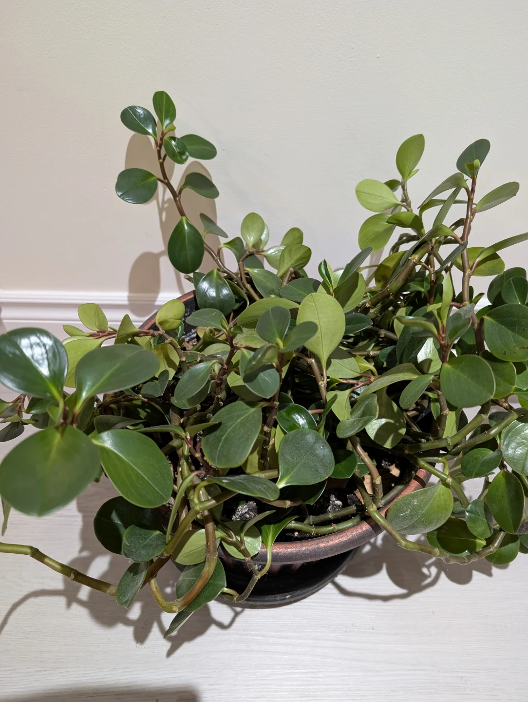Potted Green Plant