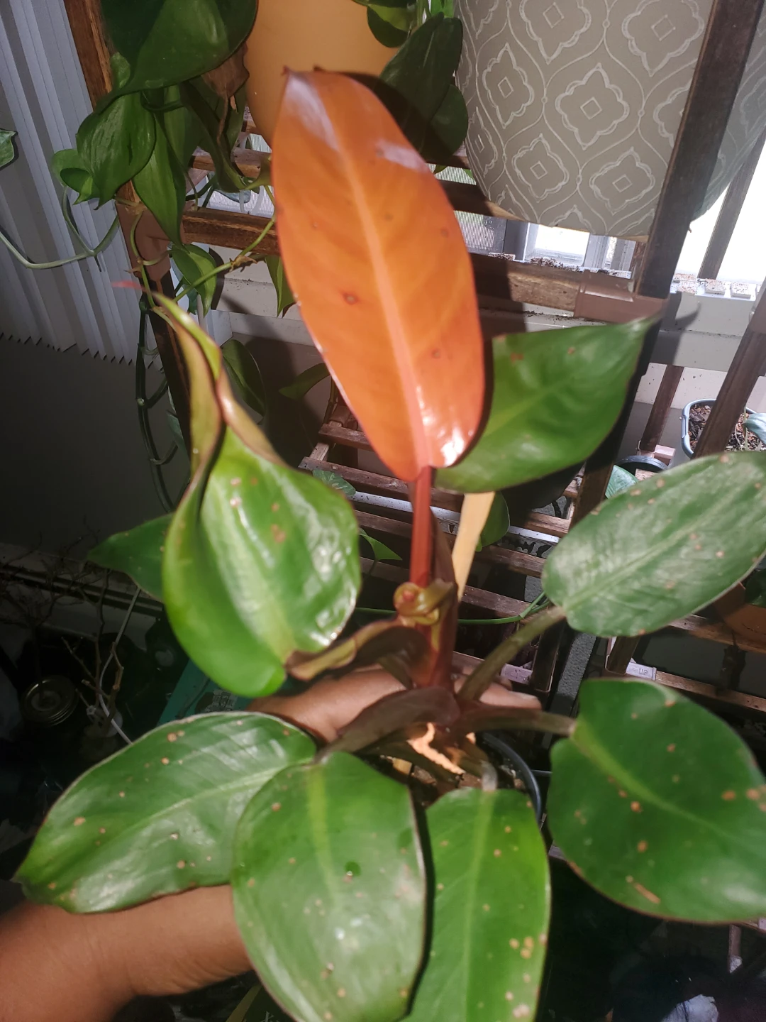Philodendron red sun