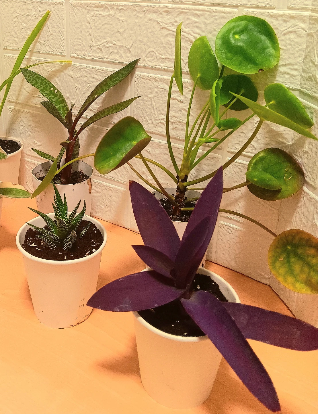 🪴Assorted Houseplants Bundle🪴