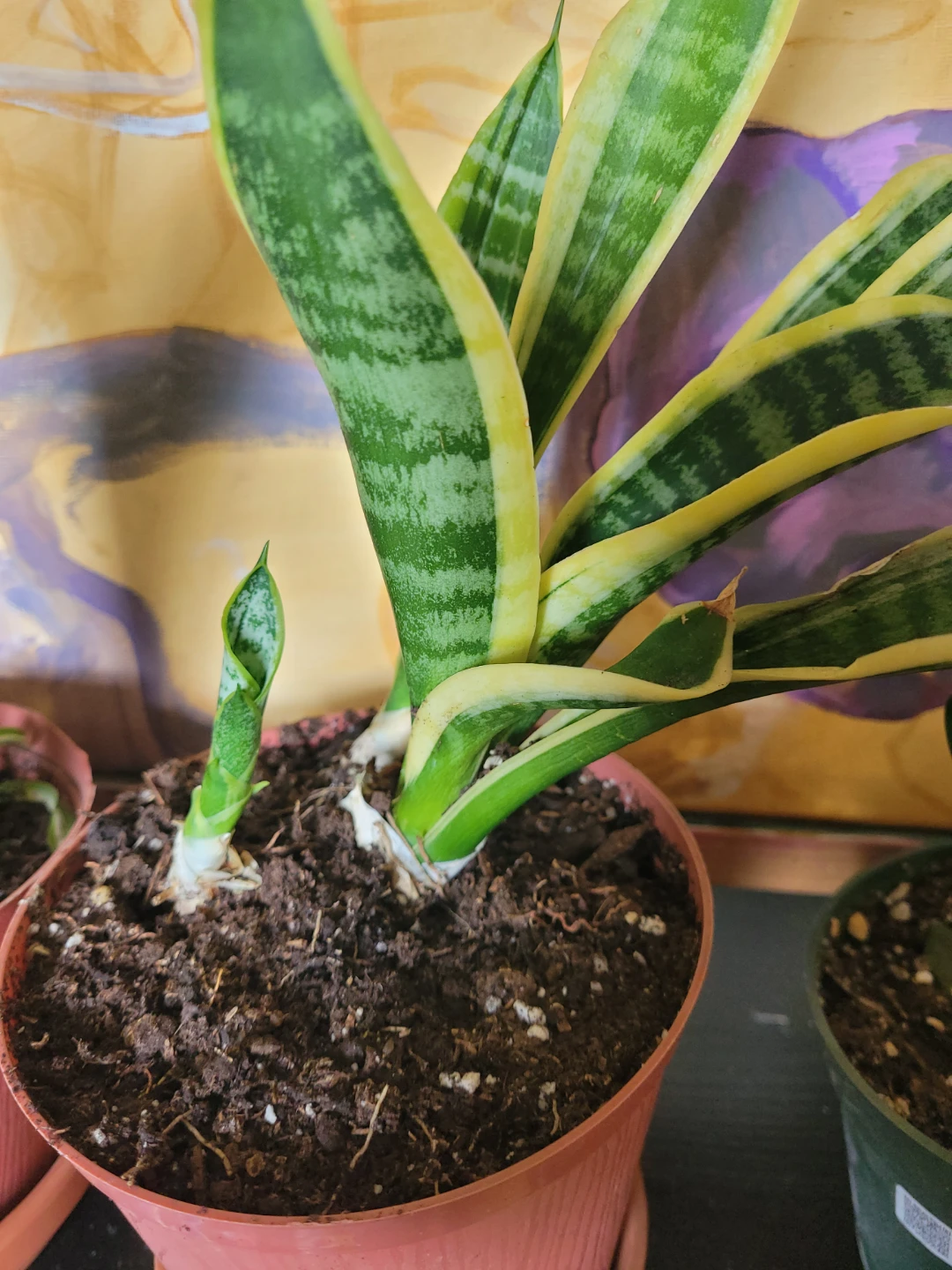 Snake Plant with Pups