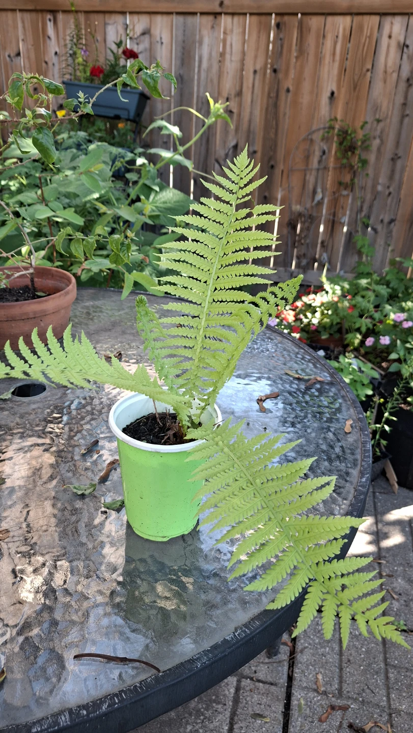 🌿 Beautiful Hardy Fern Plant for Sale 🌿 - photo 4