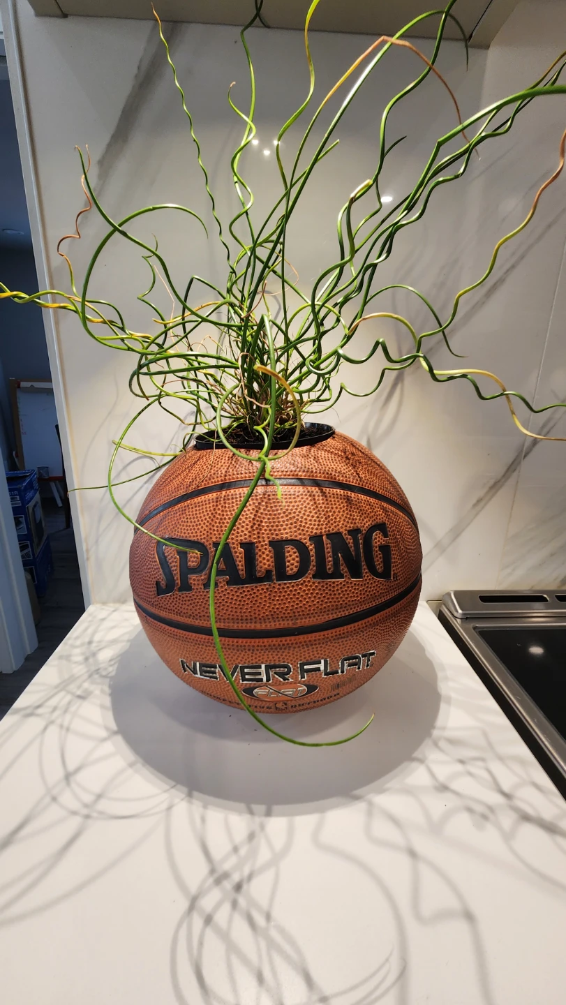 Upcycled basketball planter with plant