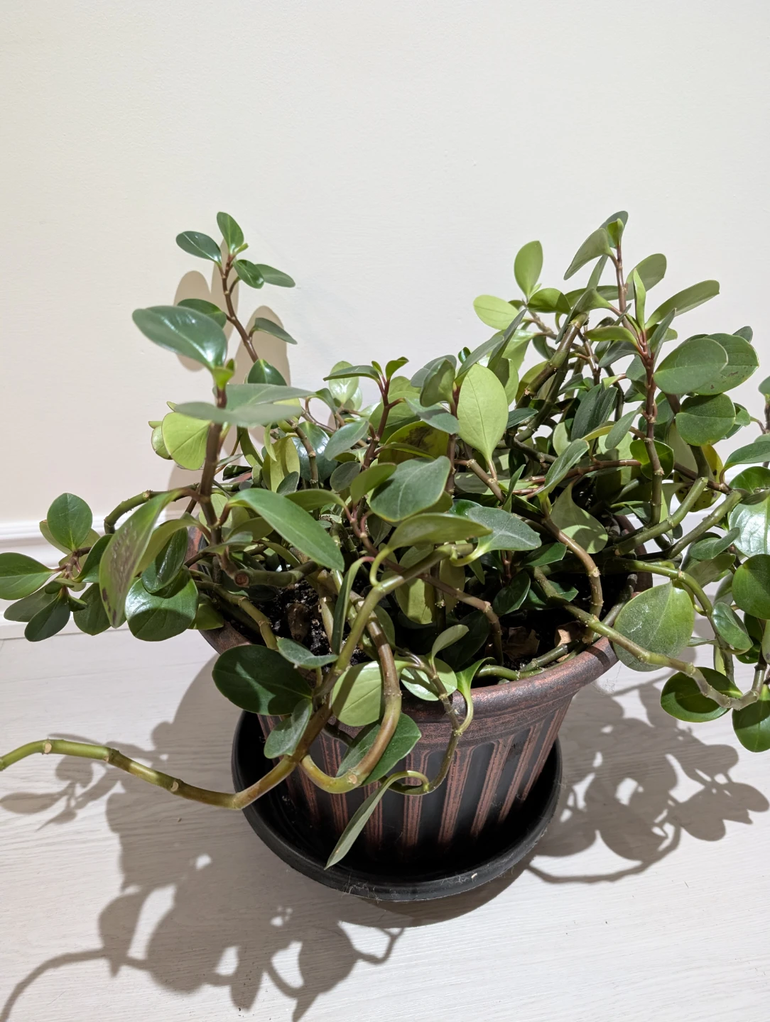 Potted Green Plant - photo 2
