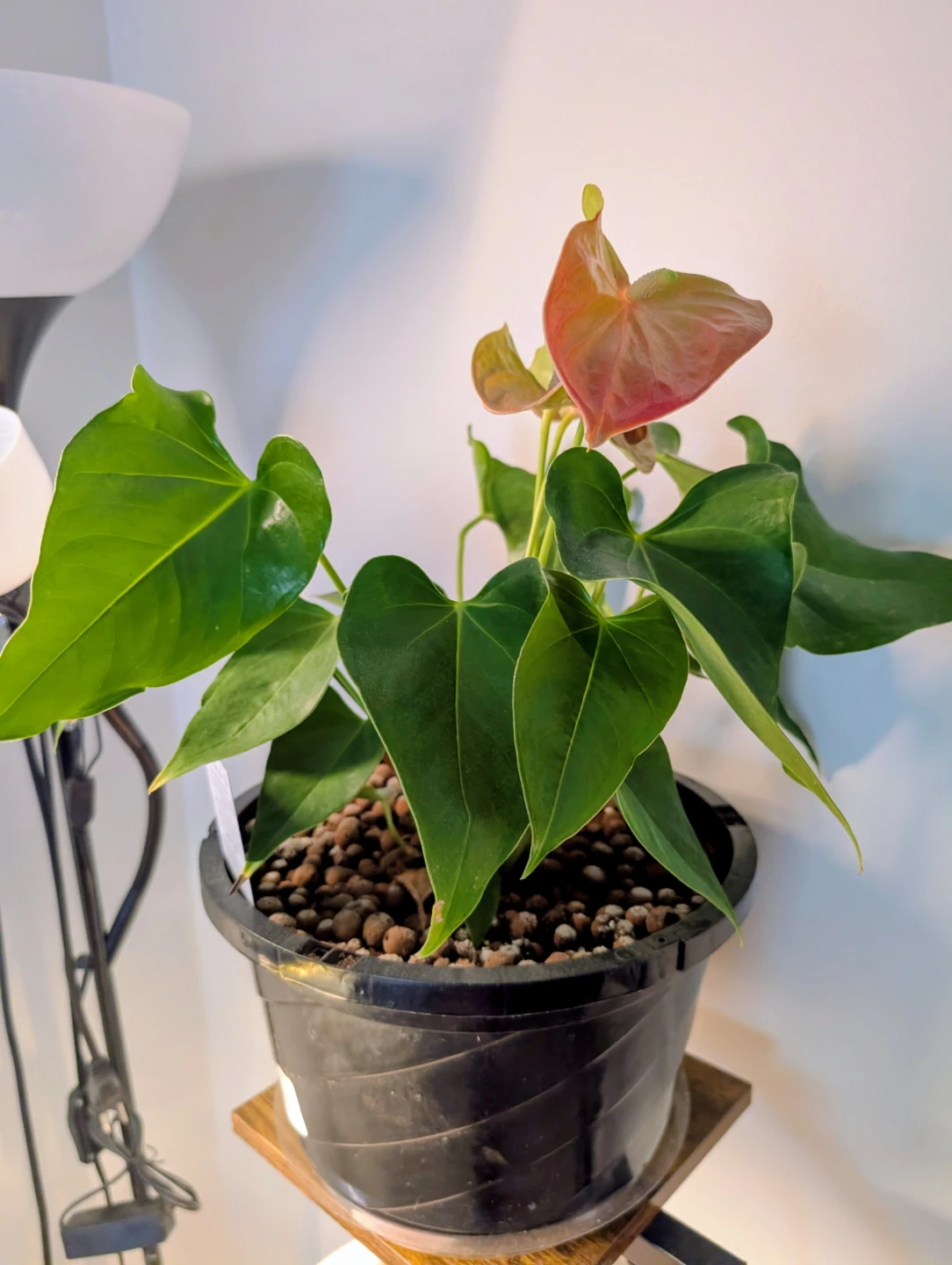 Anthurium Plant along with Pot