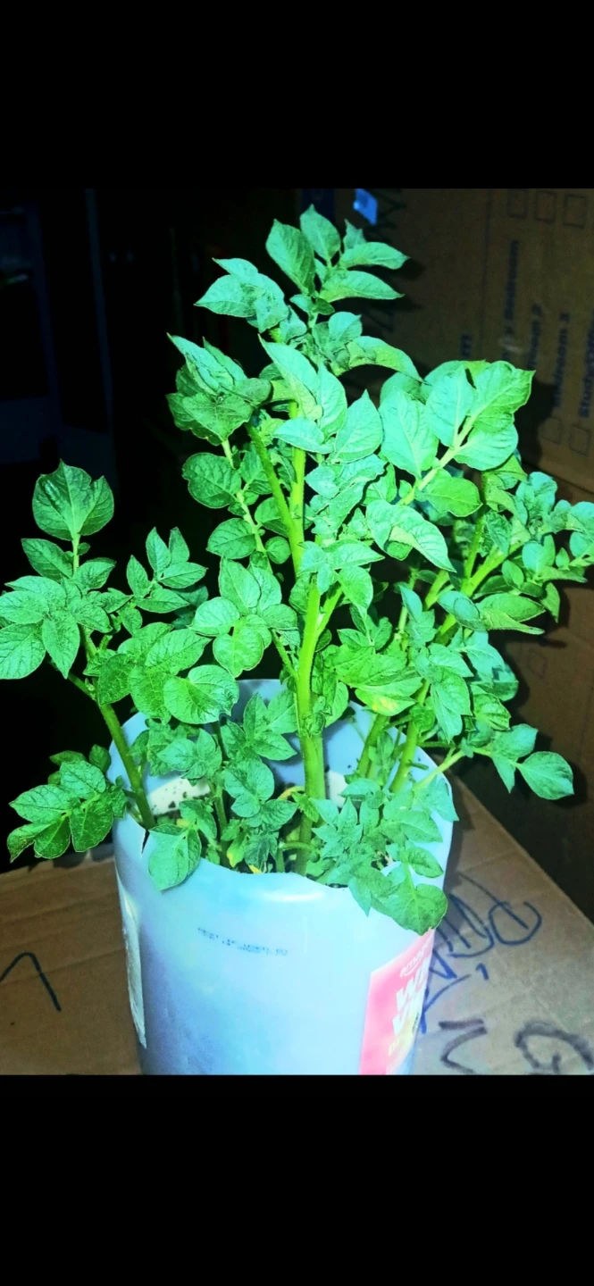 Potato Plant in Container