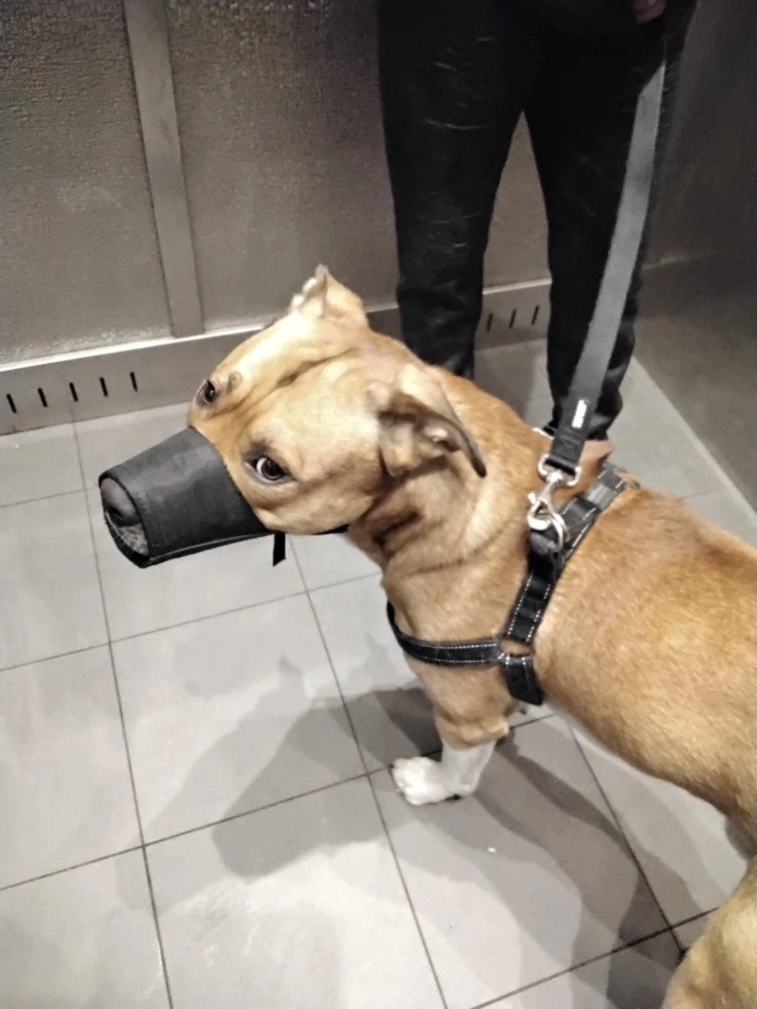 Bilingual Dog Walker/Jogging/Boarding Duo- MIDTOWN - photo 4