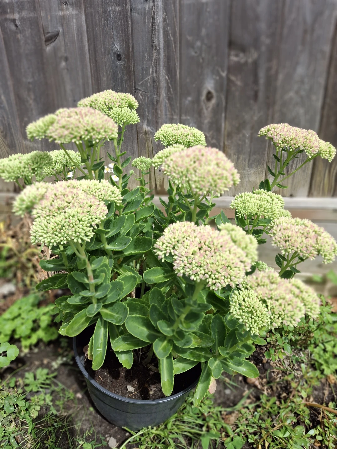 Sedum plant - photo 4