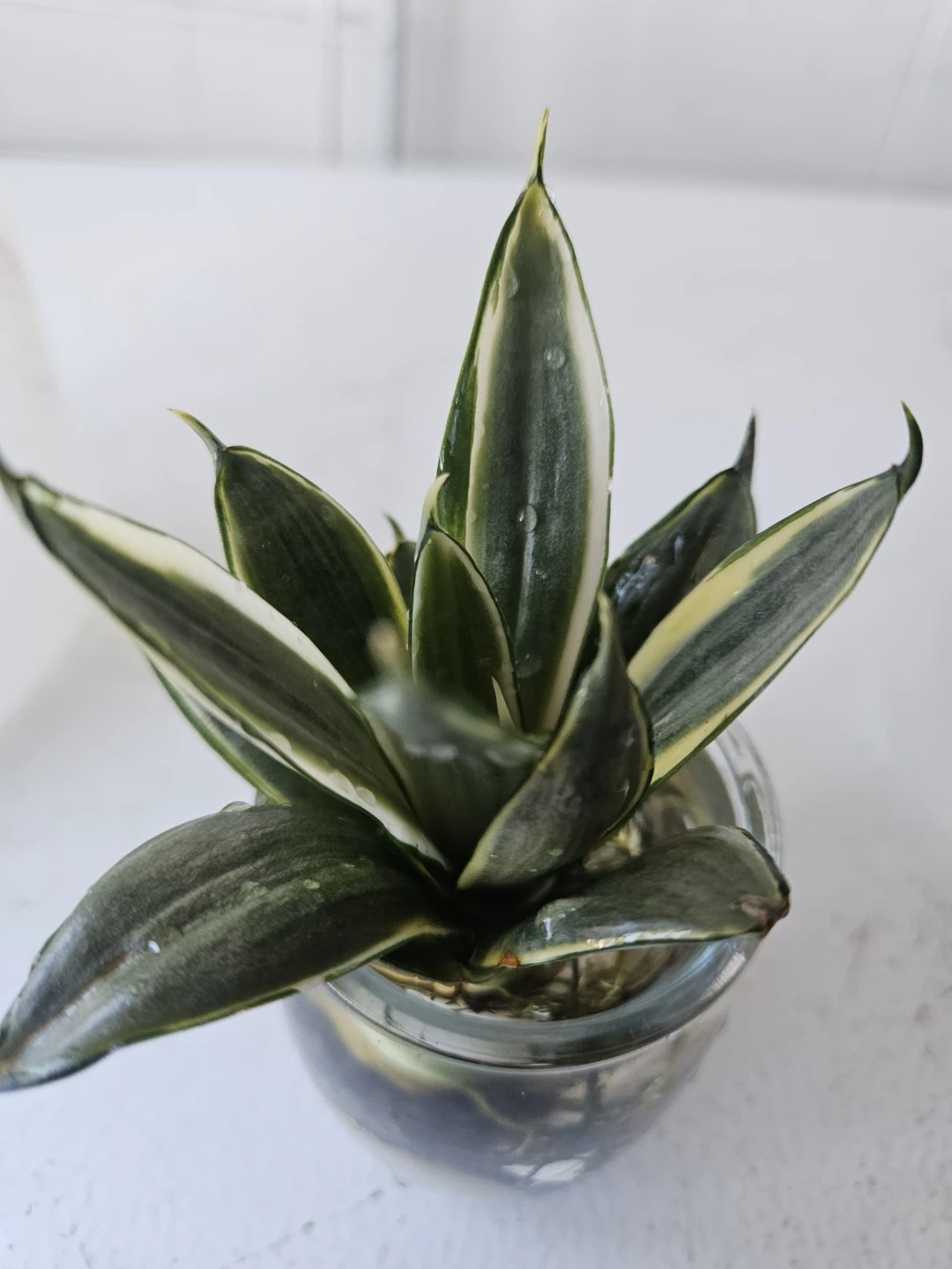 Sansevieria Snake Plant in Glass Jar - photo 5