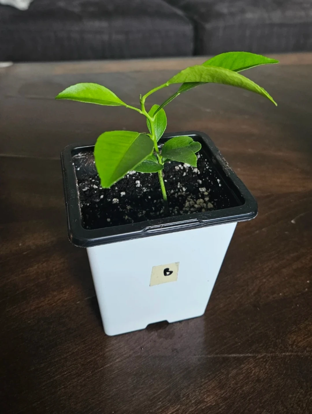 Mandarin Orange Plants - photo 4