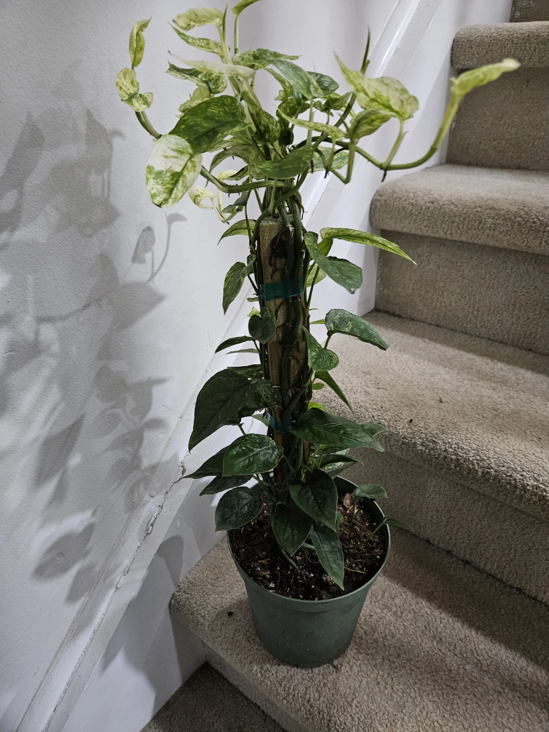 Cube blue ghost  Plant - photo 4