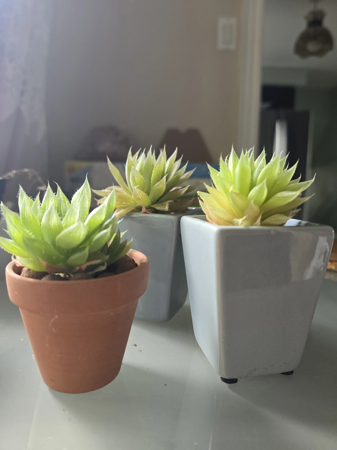 Succulent Plants in Pots - photo 2