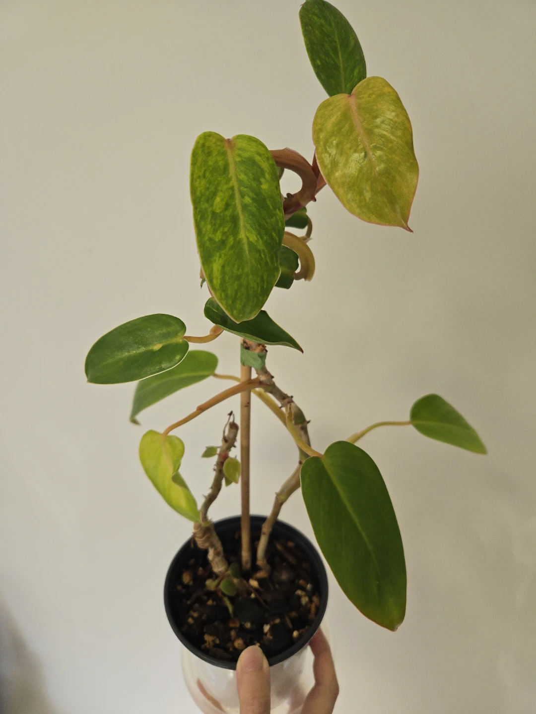 Philodendron painted lady