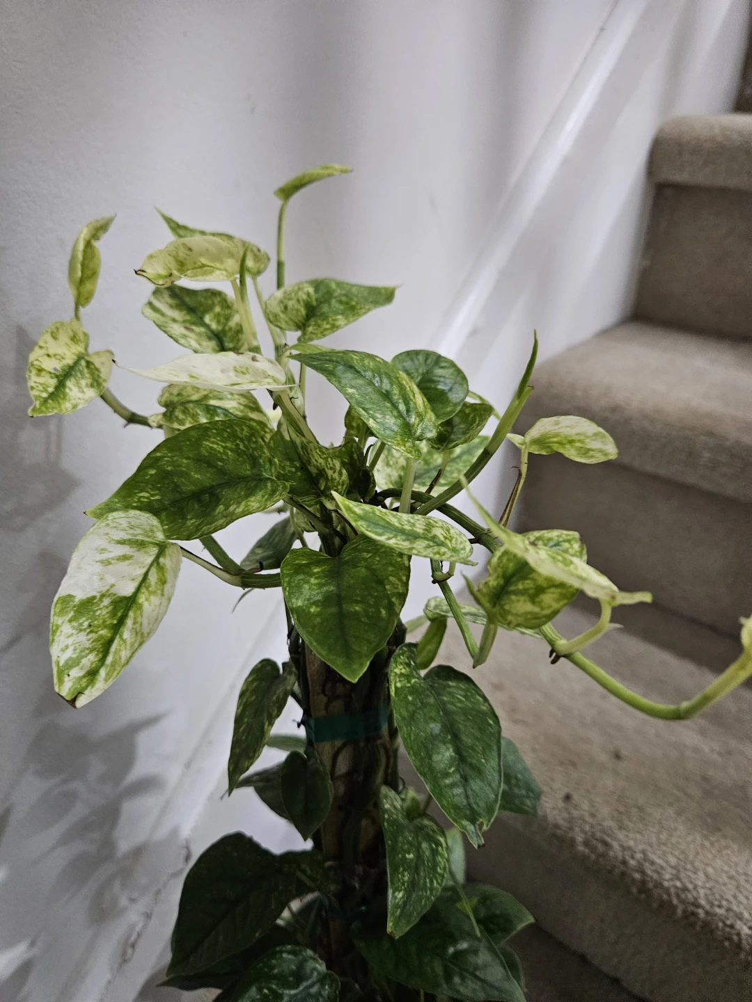 Cube blue ghost  Plant