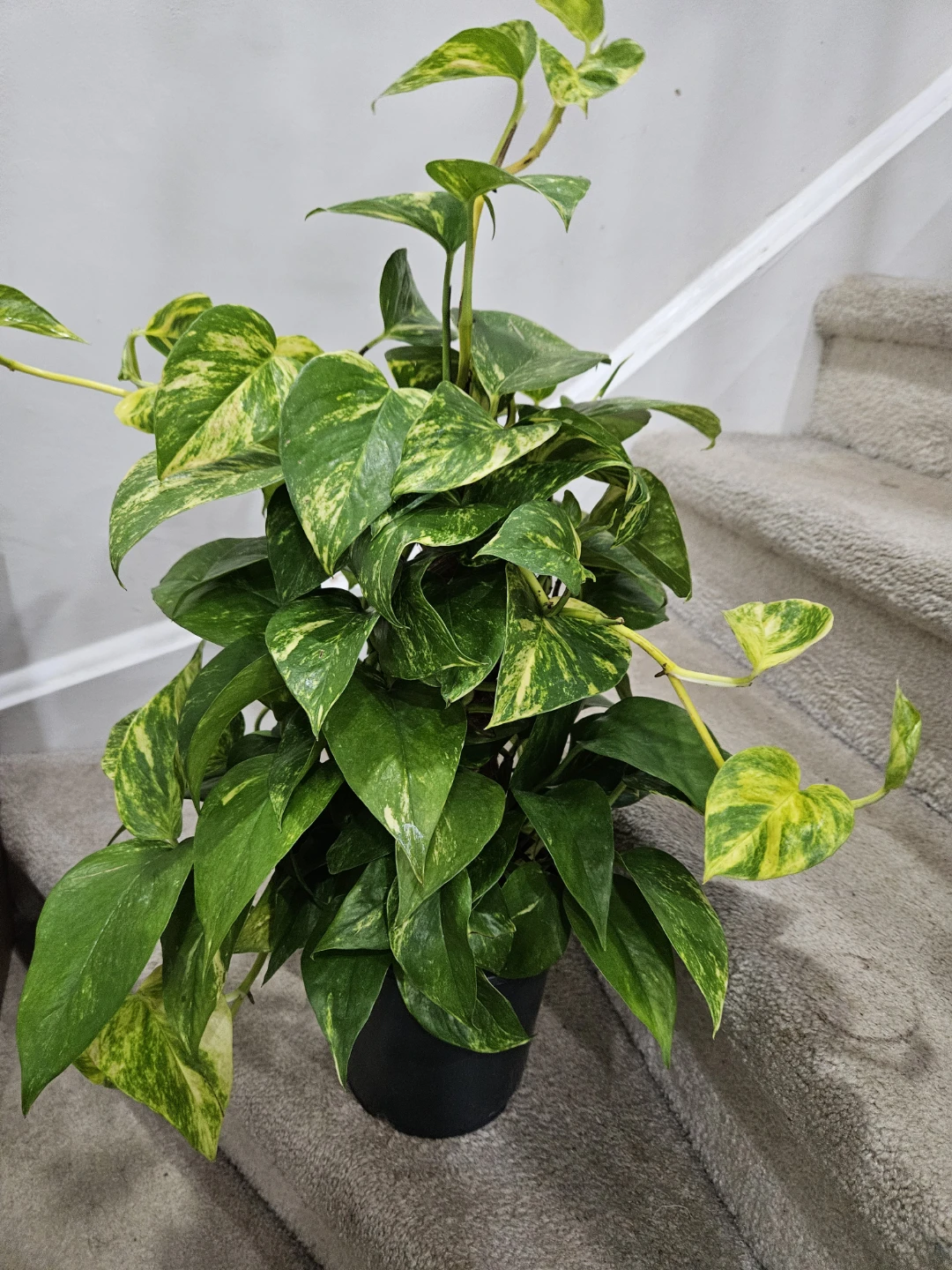 Pothos Plant - photo 3