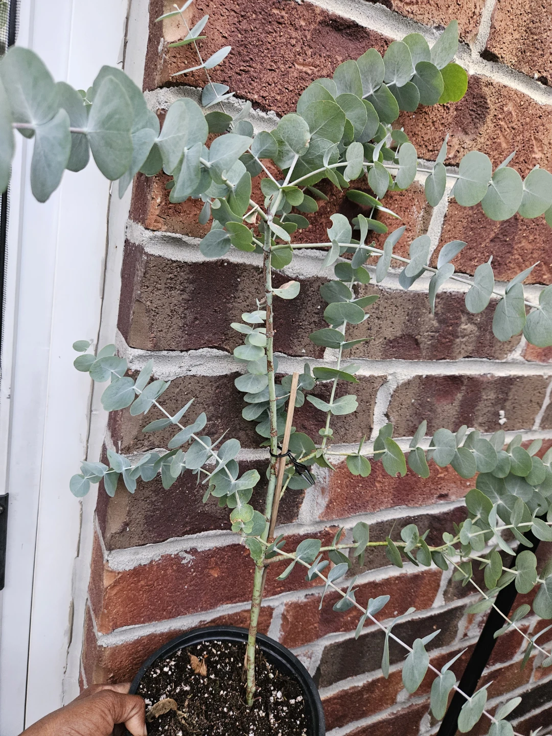 Eucalyptus Plant in Pot