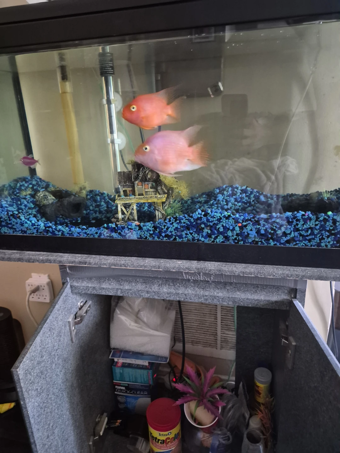 Aquarium 50 Gallon with Fish and Accessories