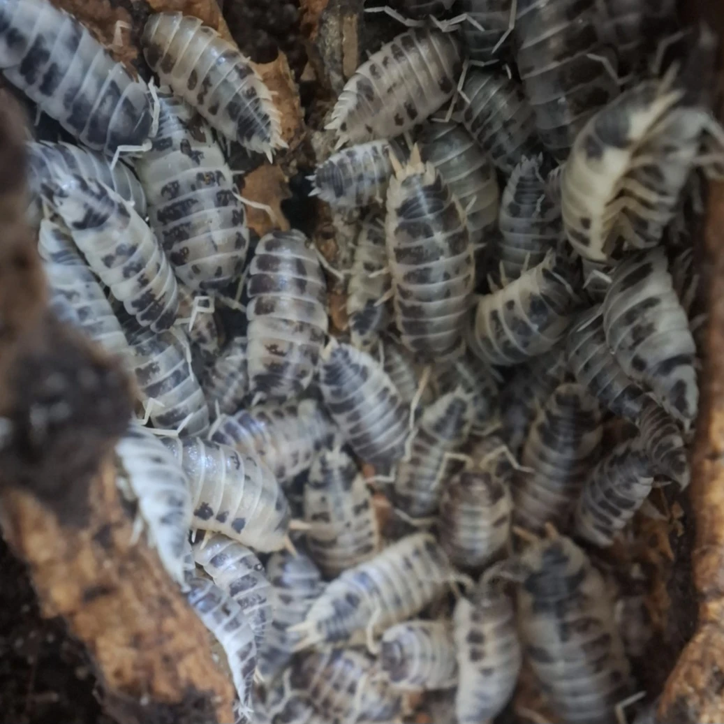 Dairy cow Isopods (Live)