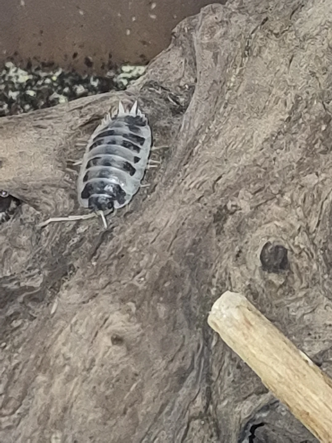 Dairy cow Isopods (Live) - photo 2
