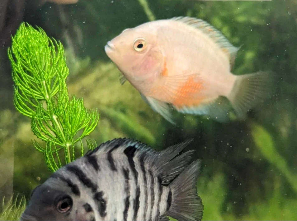 Platinum Pink Convict & Zebra Convict Cichlids