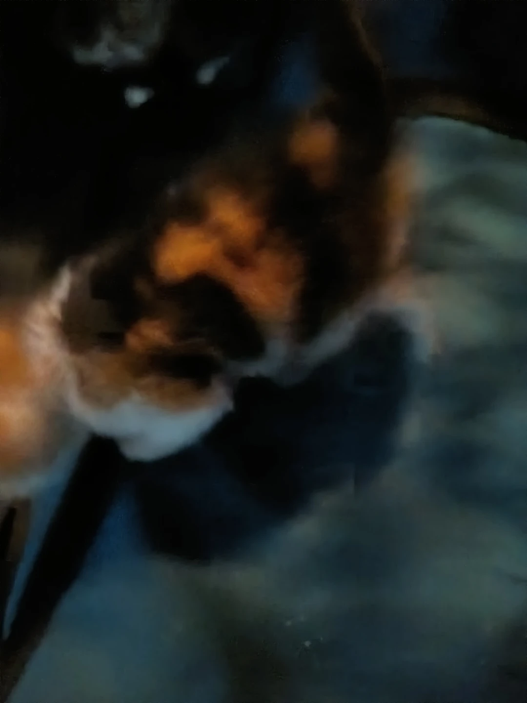 Kittens for sale