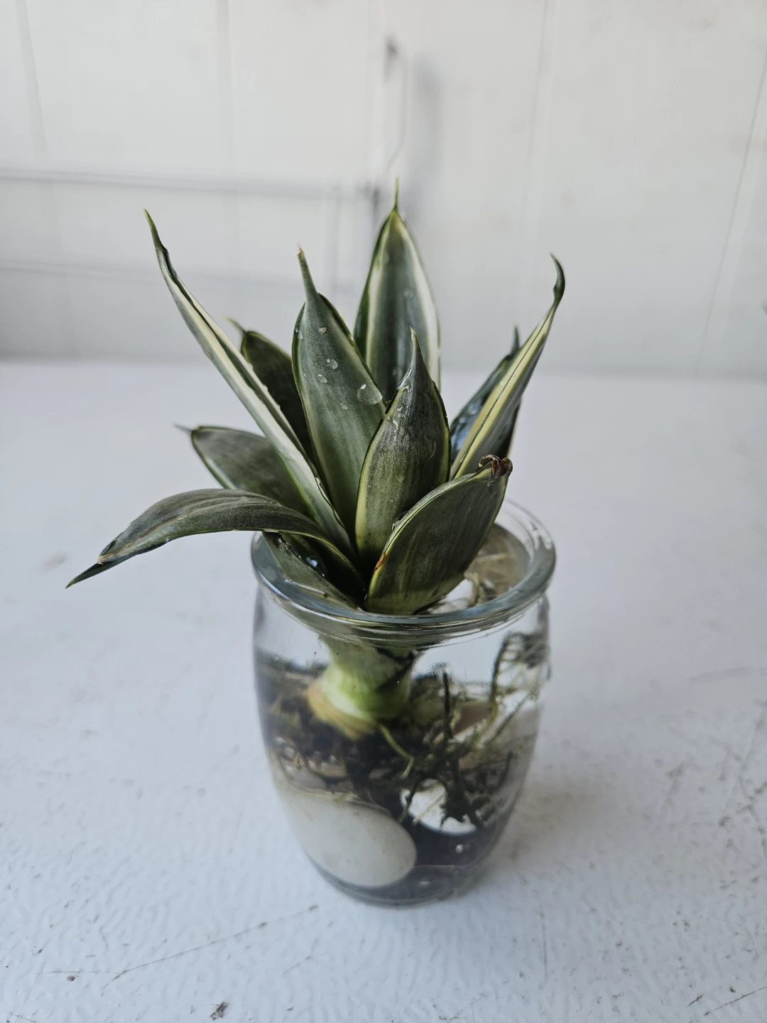 Sansevieria Snake Plant in Glass Jar - photo 3