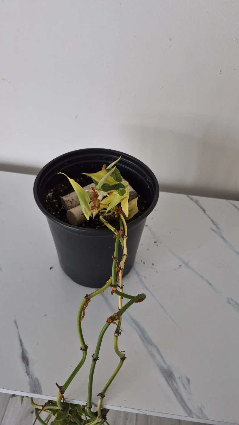 Selling plants. Healthy. New shoots. - photo 5