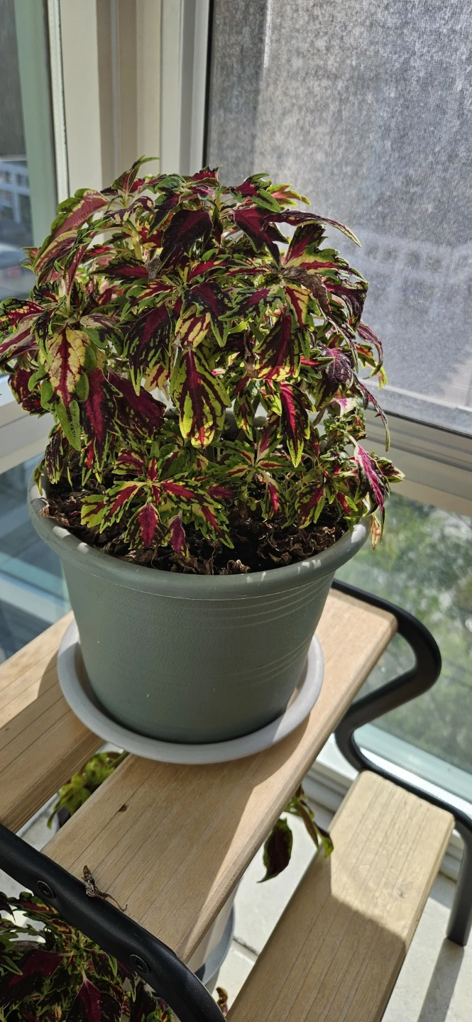 Colourful Potted Coleus Plant