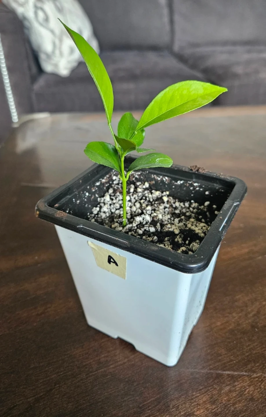 Mandarin Orange Plants - photo 3