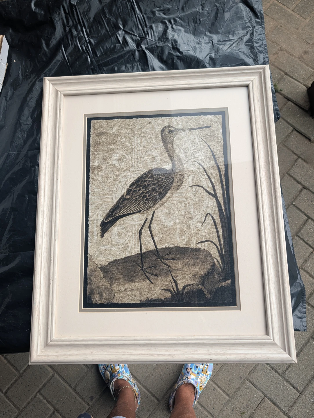 Framed Artwork - Bird Print