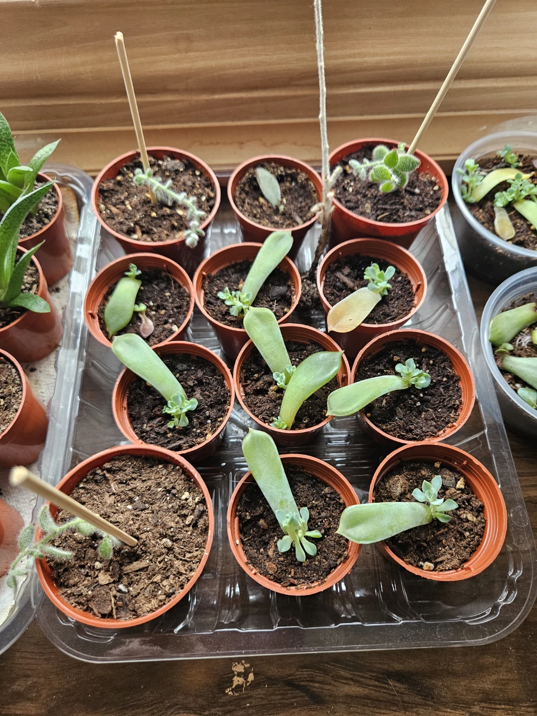 Live Succulent Plants - photo 2