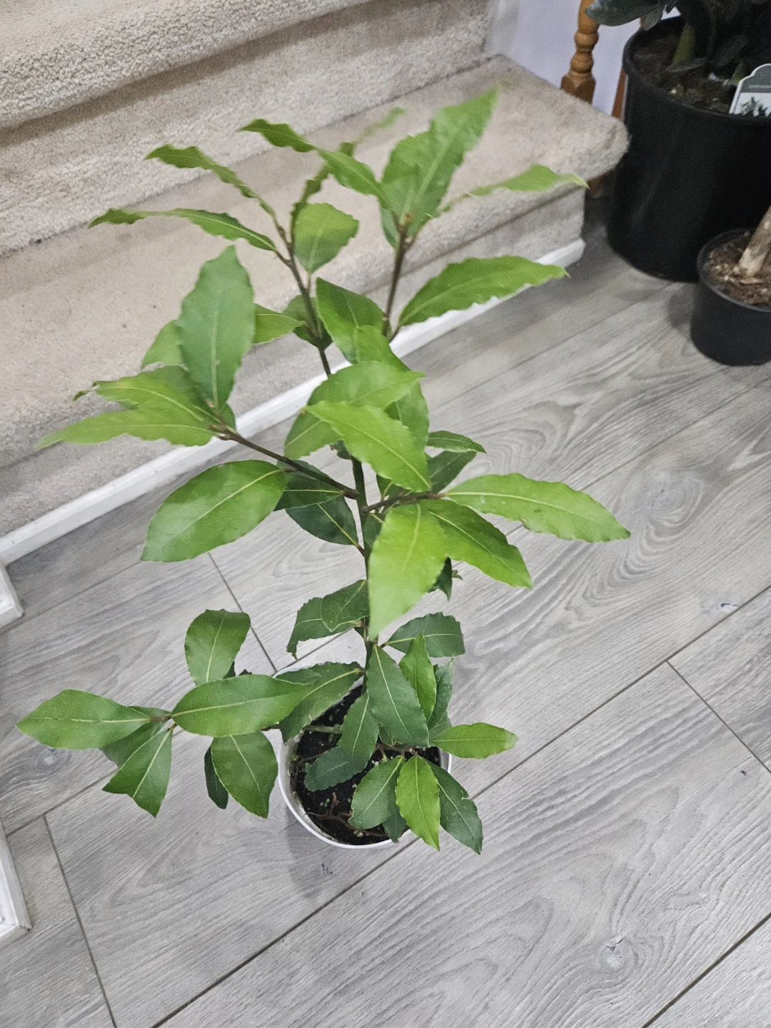 Bay Laurel Plant - photo 2