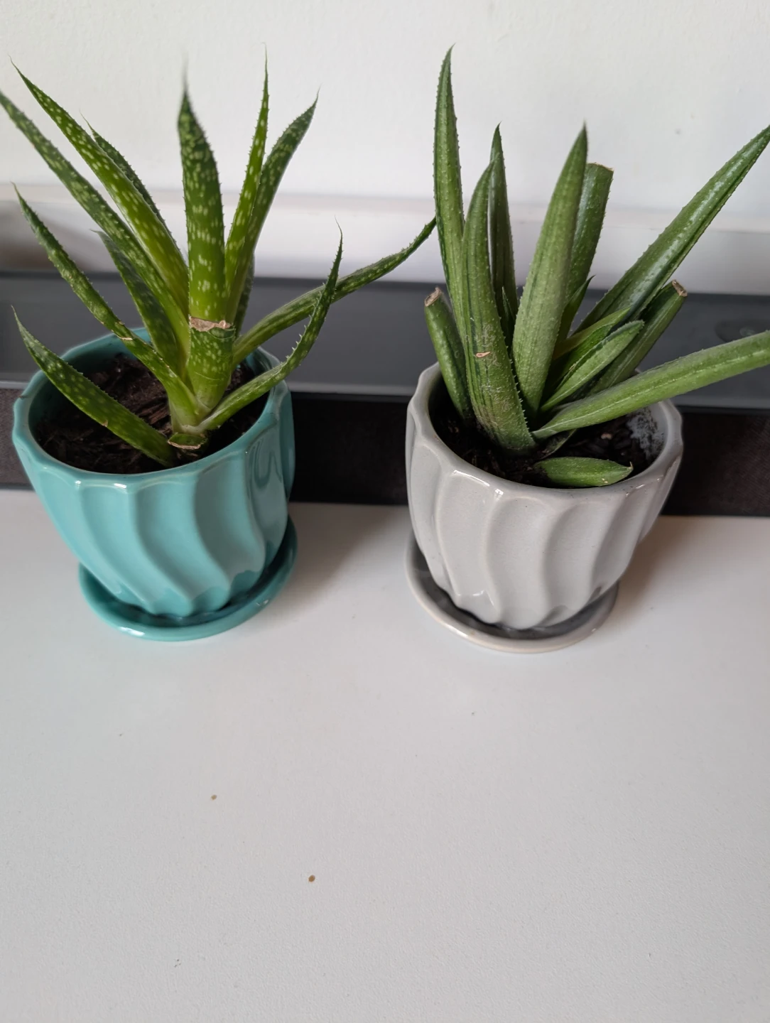 Plants with pots
