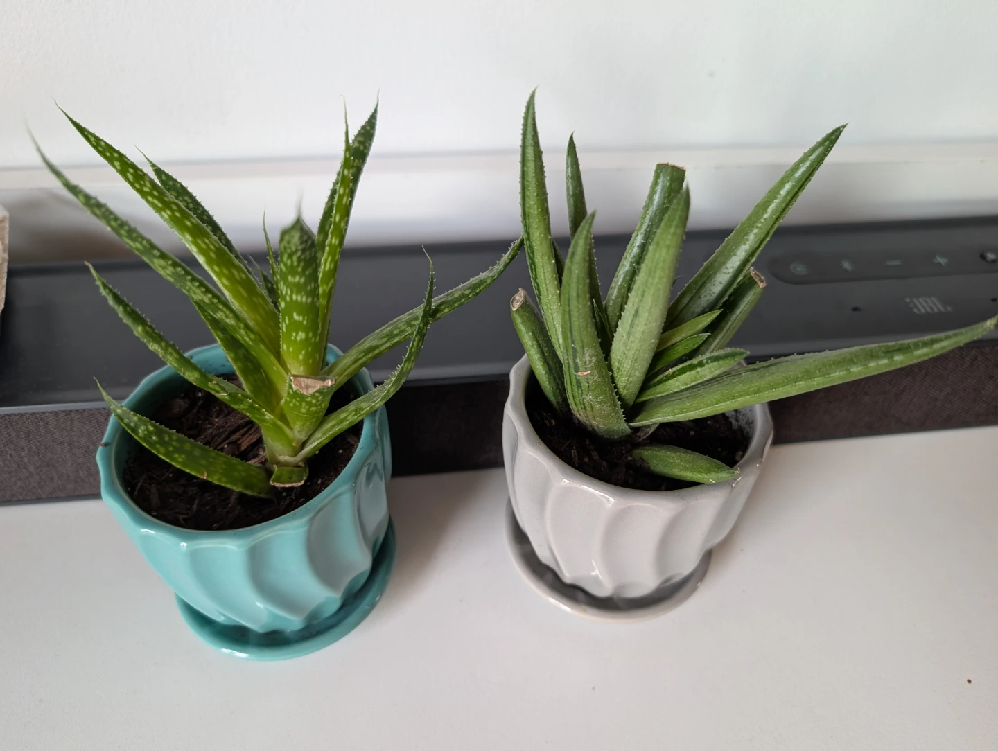 Plants with pots - photo 2