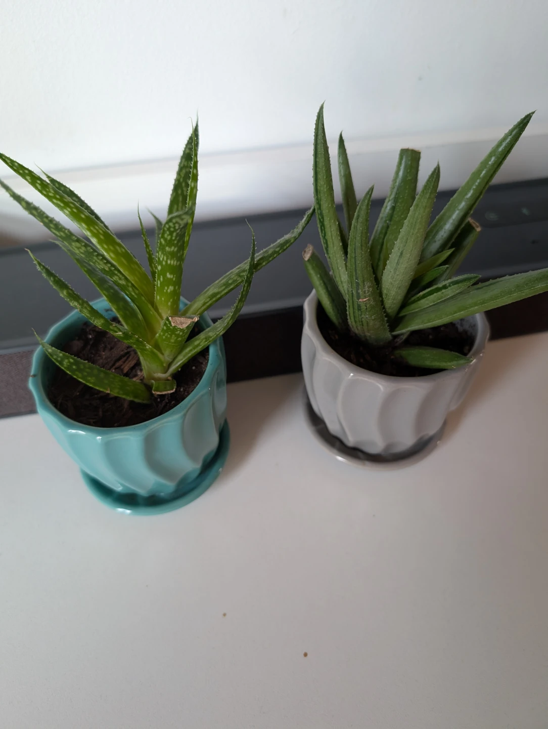 Plants with pots - photo 3
