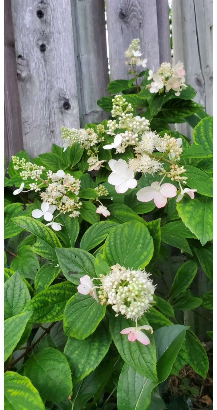 Phantom hydrangea - photo 4