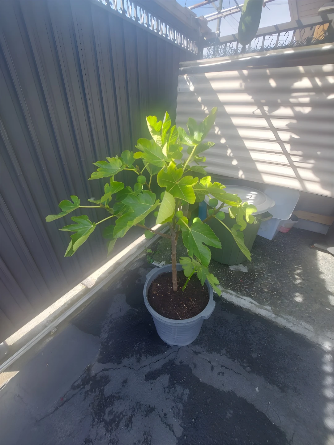 Fig Tree with Growing Fruit