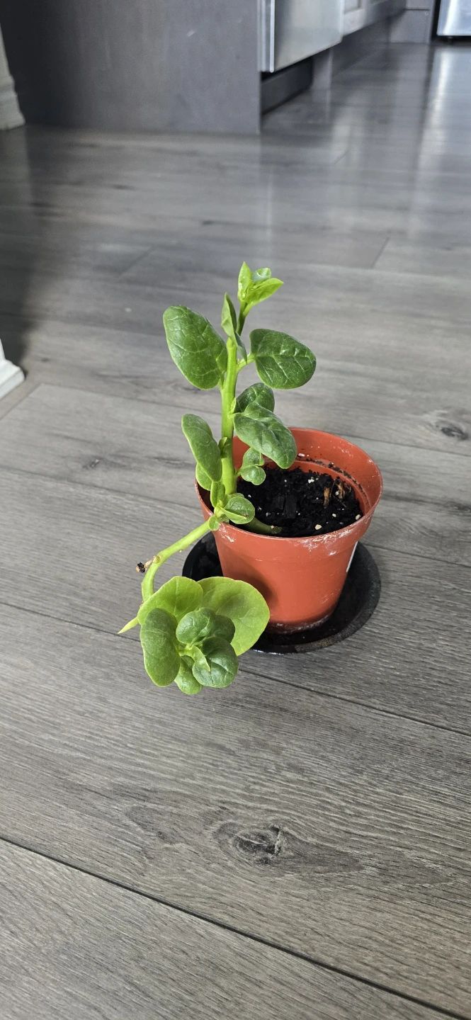 Malabar Spinach / Bacchalikoora Plant