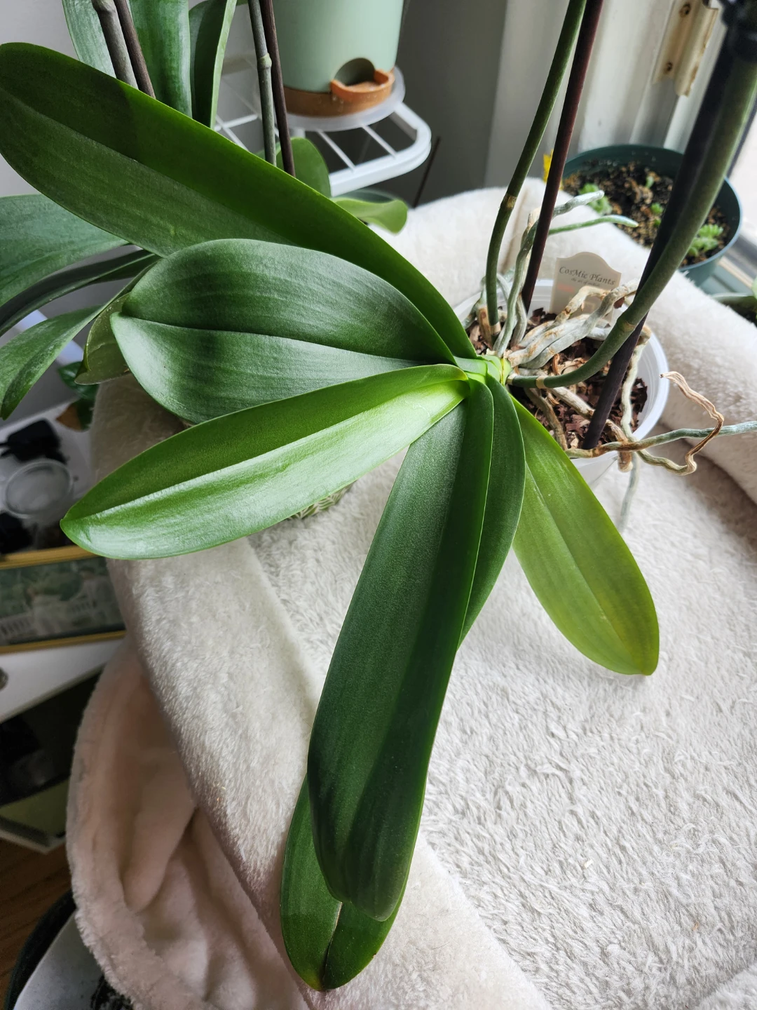 2 pcs Orchid Plant - photo 2