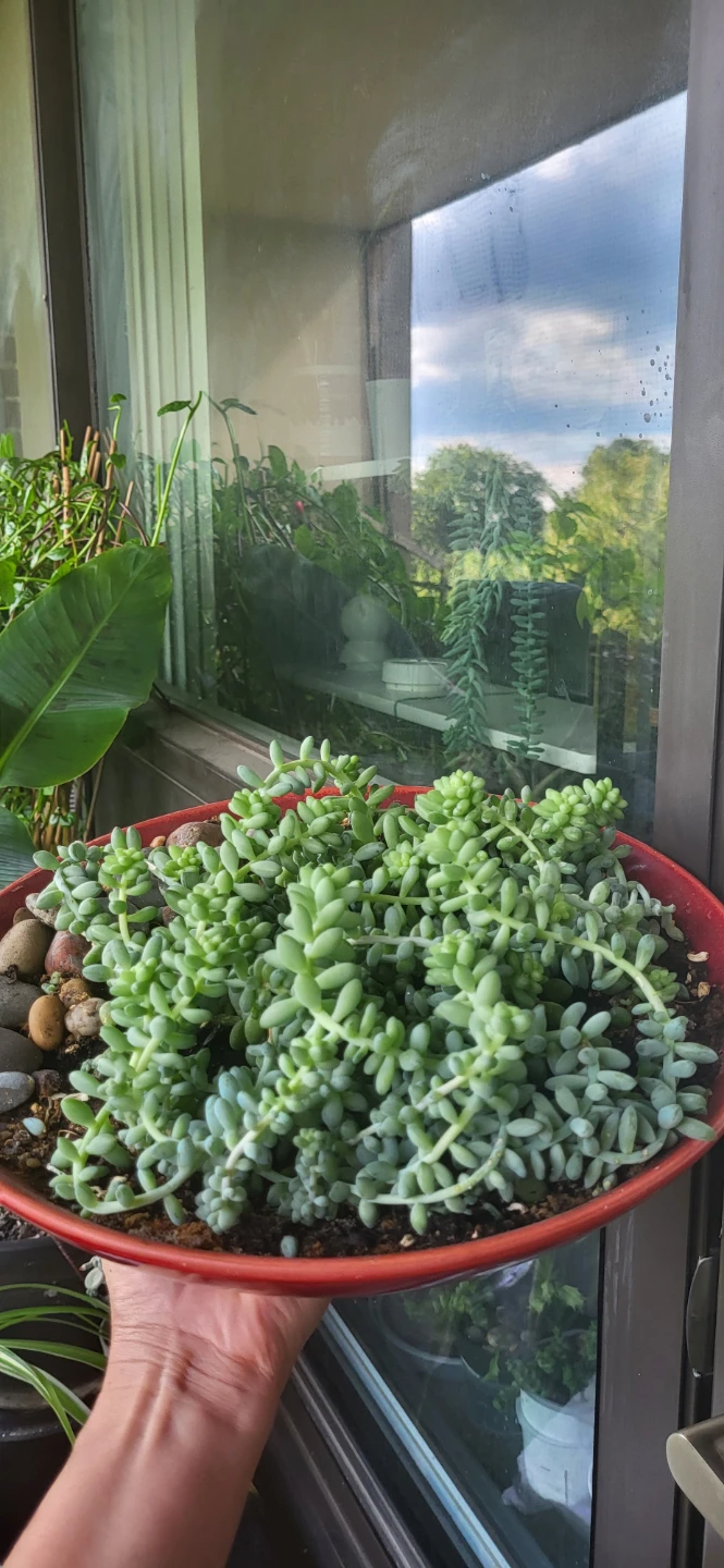 Huge Burro's Tails in Red CERAMIC pot - photo 2