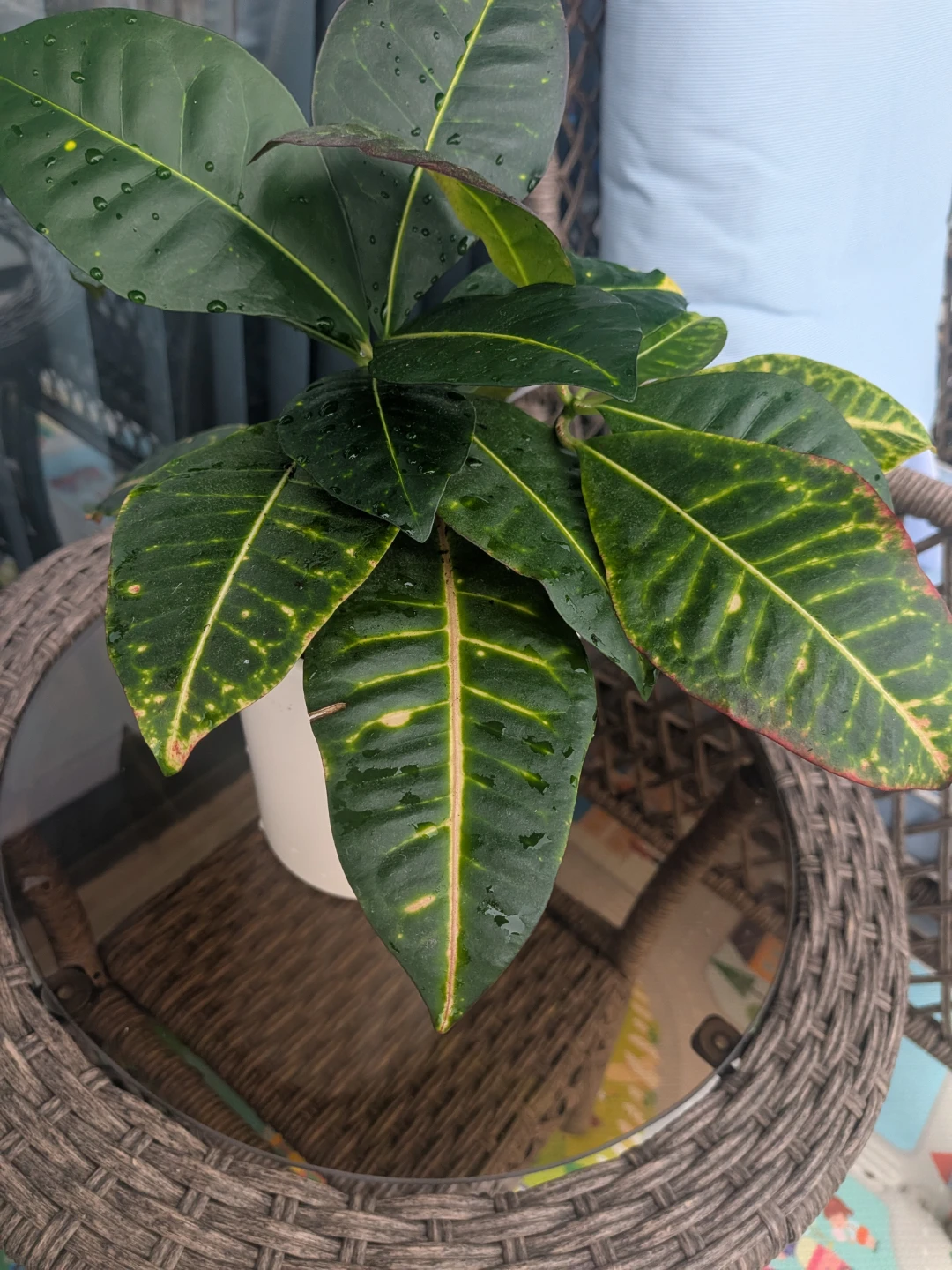 Croton Plant in White Pot - photo 3