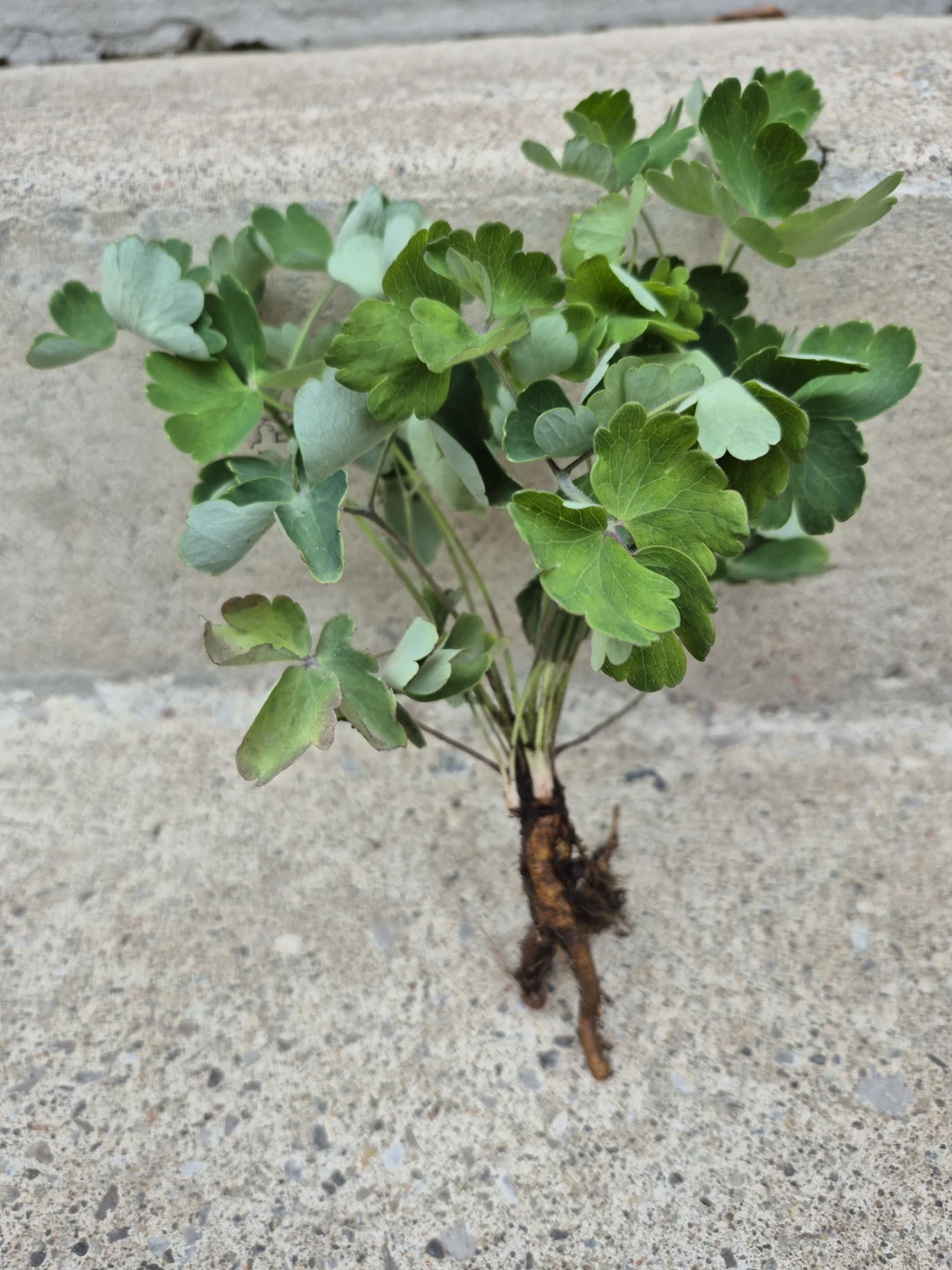 Columbine Plant