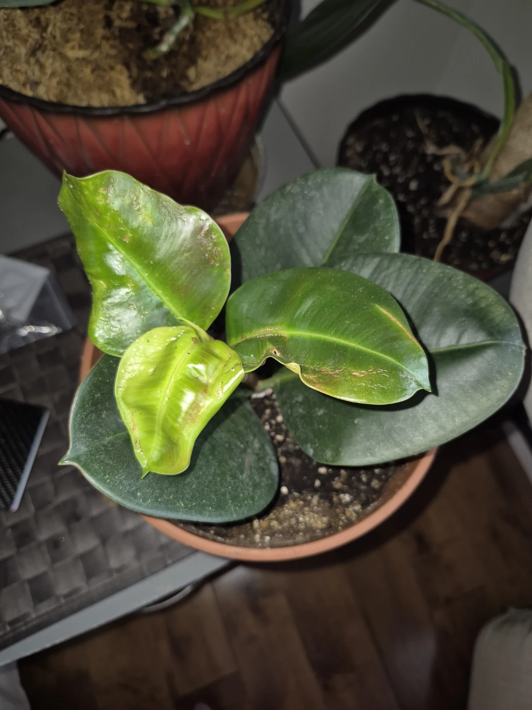 Rubber Plant