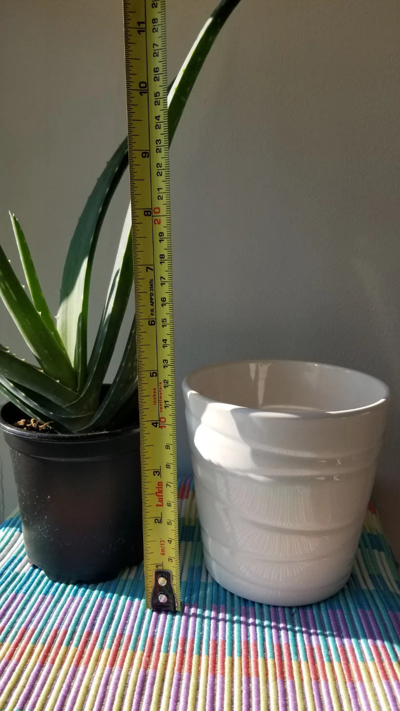🍃Aloe Vera Plant+ Ceramic Pot and Succulent - photo 4